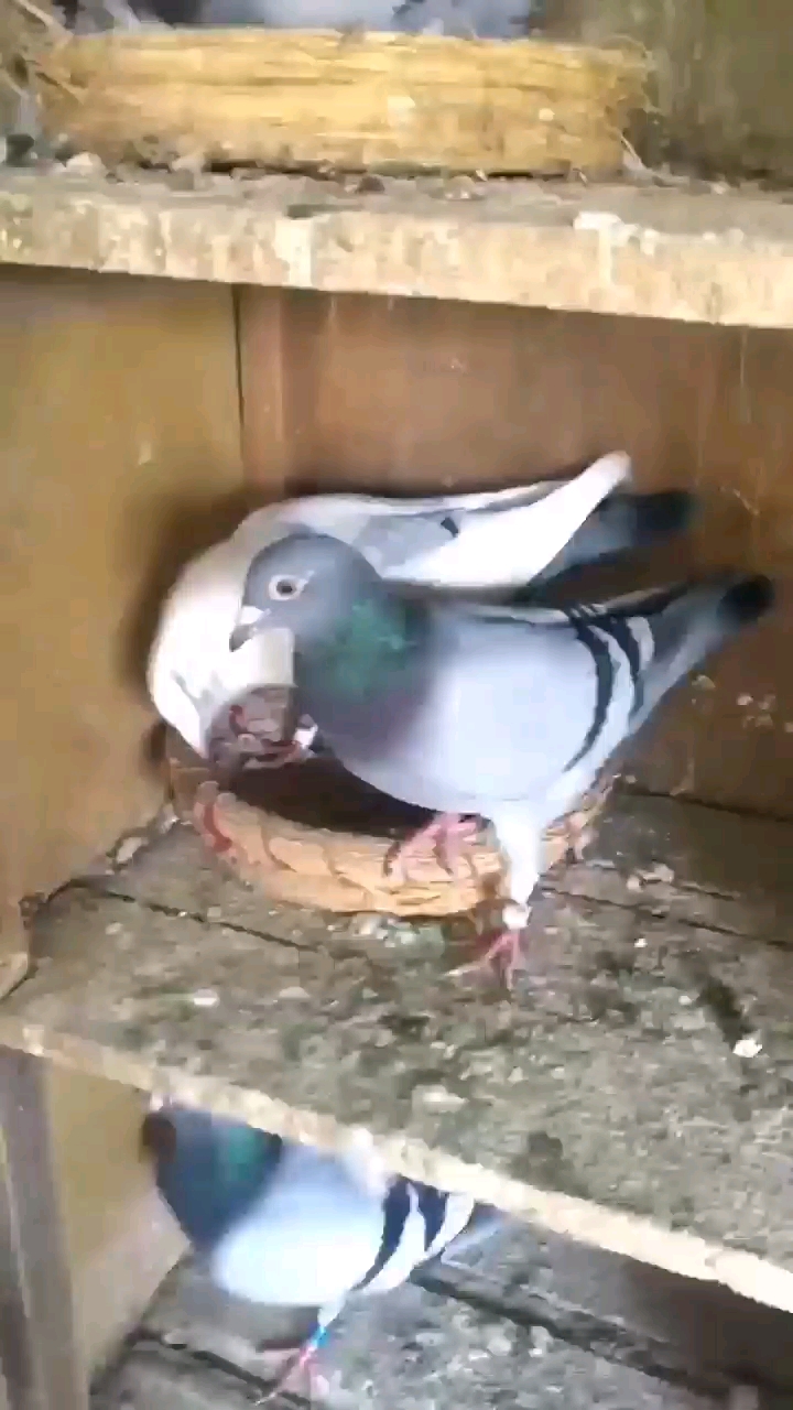 �û�һ��Ҫ���ϼ�