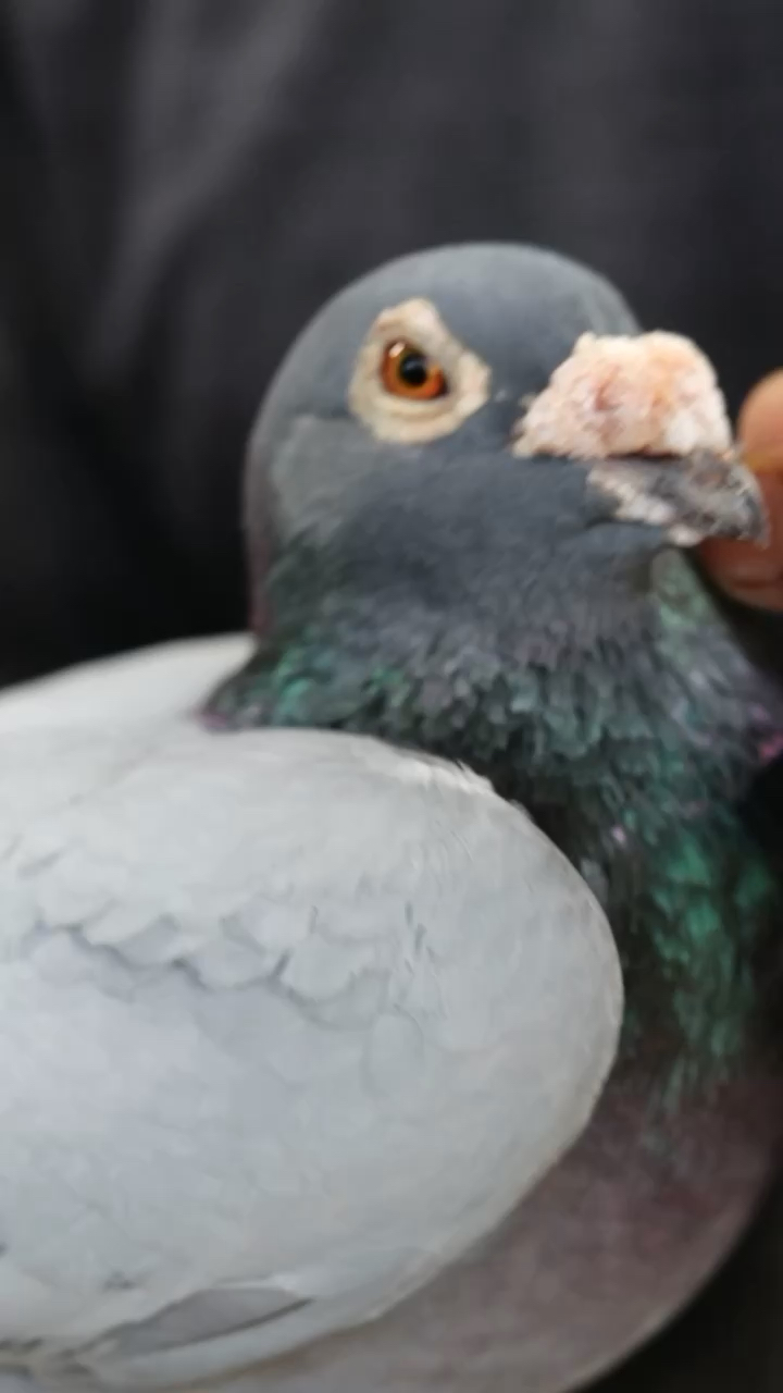 ����044���Ӵ��Ǿ� �������������