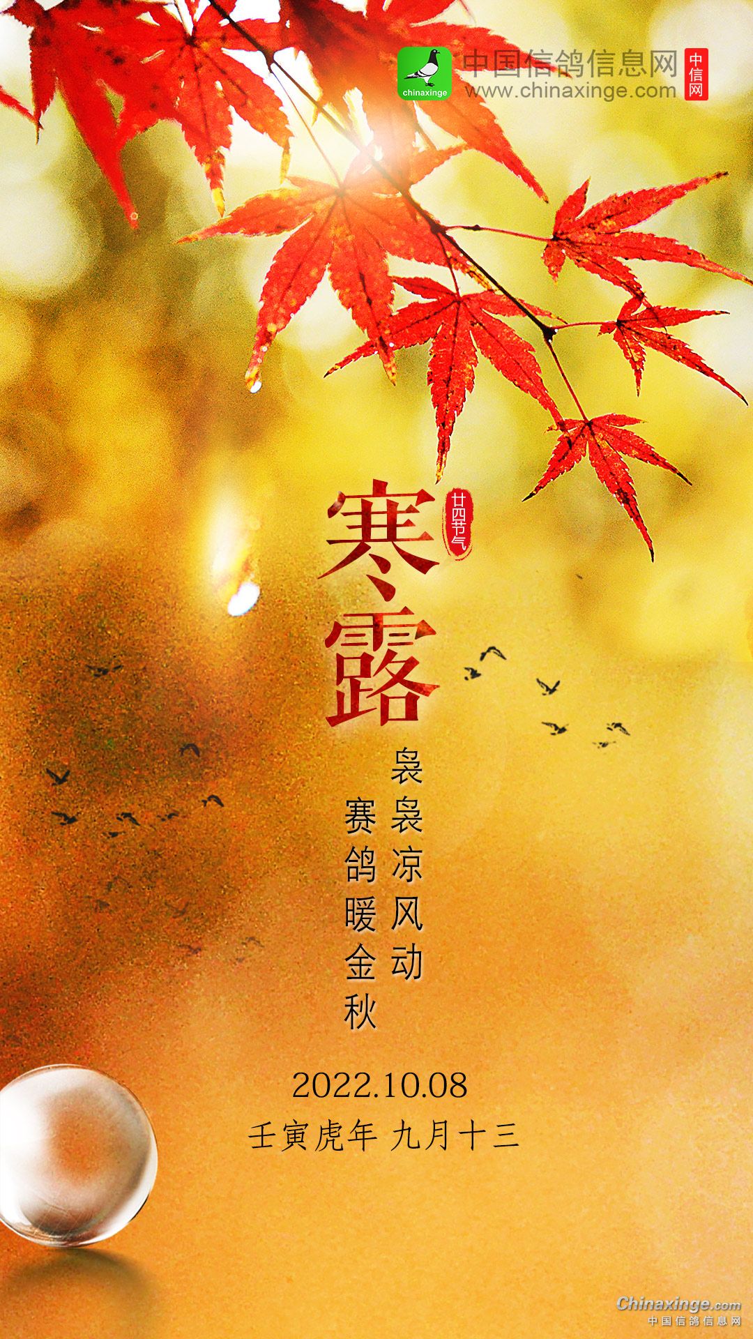 ´ڞg[DƬ