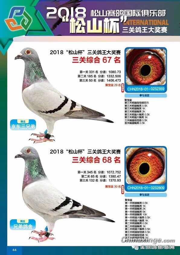 北京松山国际赛鸽俱乐部三年成绩鸽欣赏