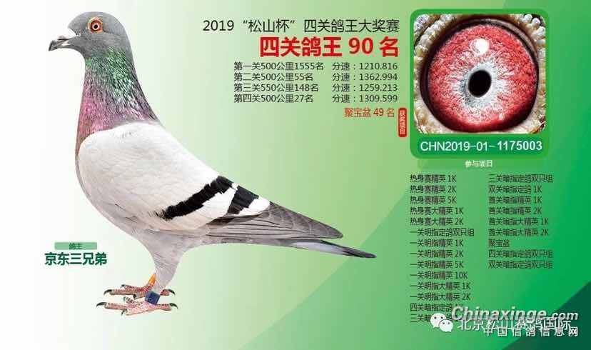 北京松山国际赛鸽俱乐部三年成绩鸽欣赏