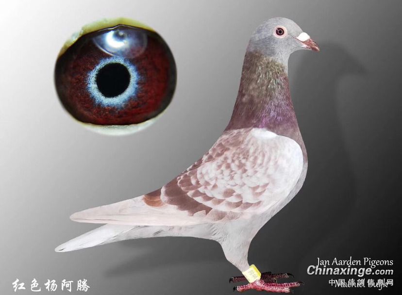 红色杨阿腾紫罗兰- 鸽友圈 - 中国信鸽信息网
