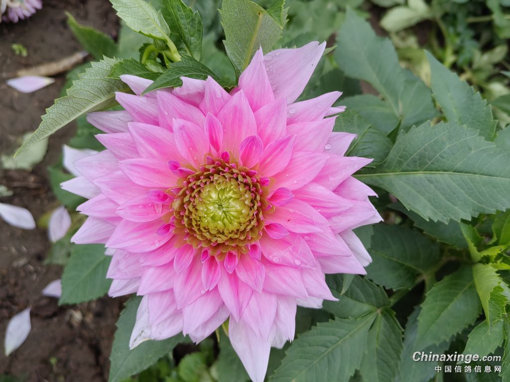 �������´��ڞg�[�DƬ