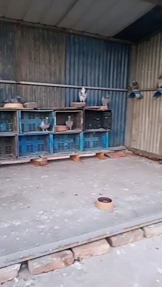 鸽友圈 - 中国信鸽信息网