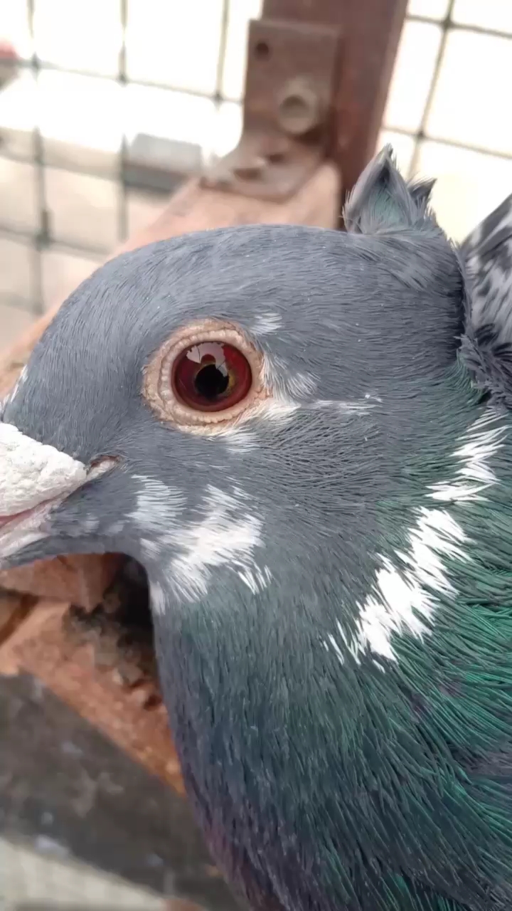 杨阿腾鸟冠古铜