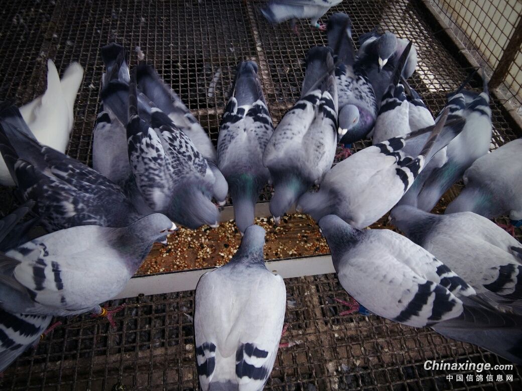 下午喂鸽了昨下午往小赛棚里扔进8羽小鸽子它们分别是瓦灰雄配四关鸽