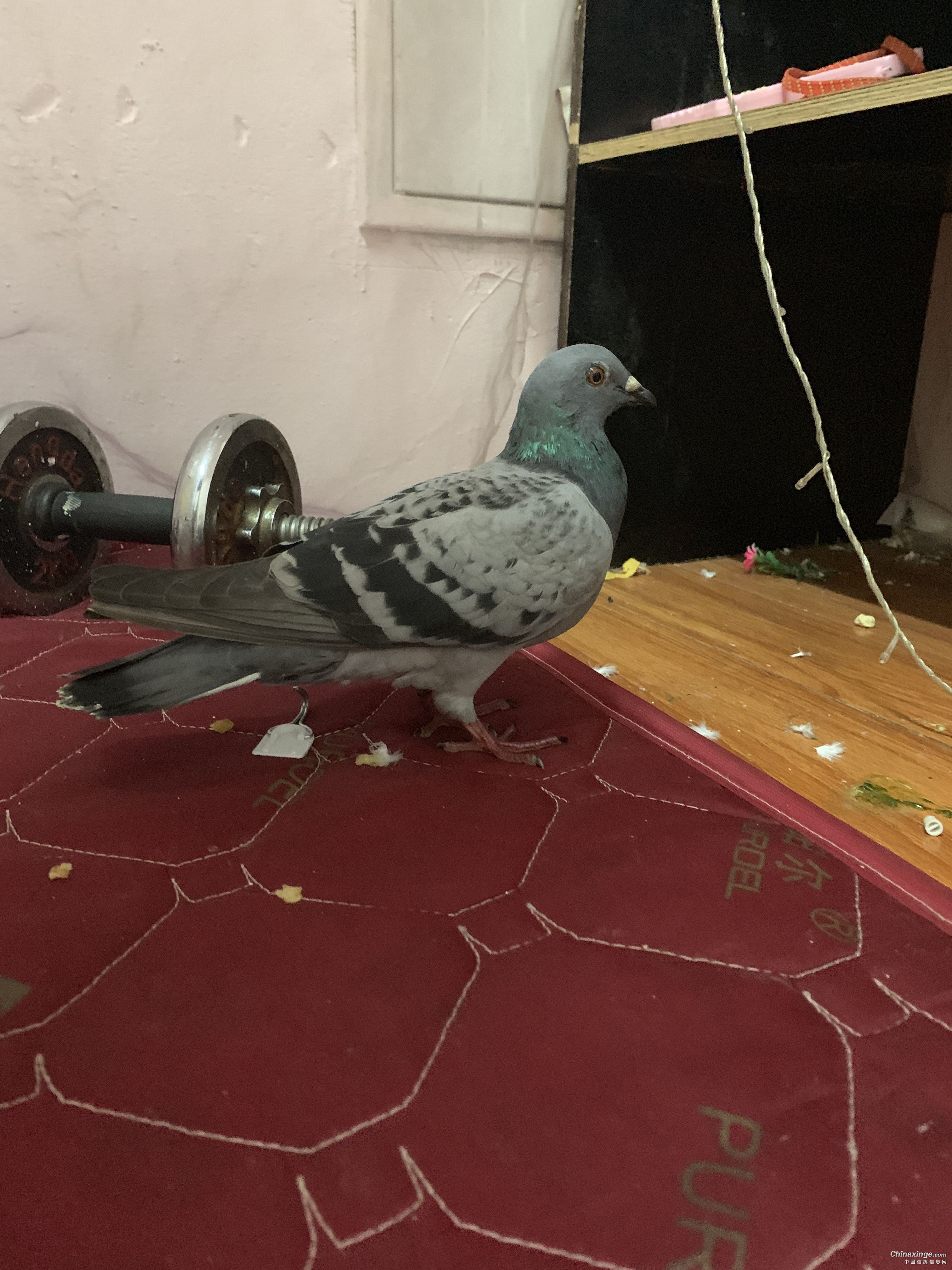 捡到一只01的鸽子 失主请与我联系带走 - 鸽友圈 - 中国信鸽信息网