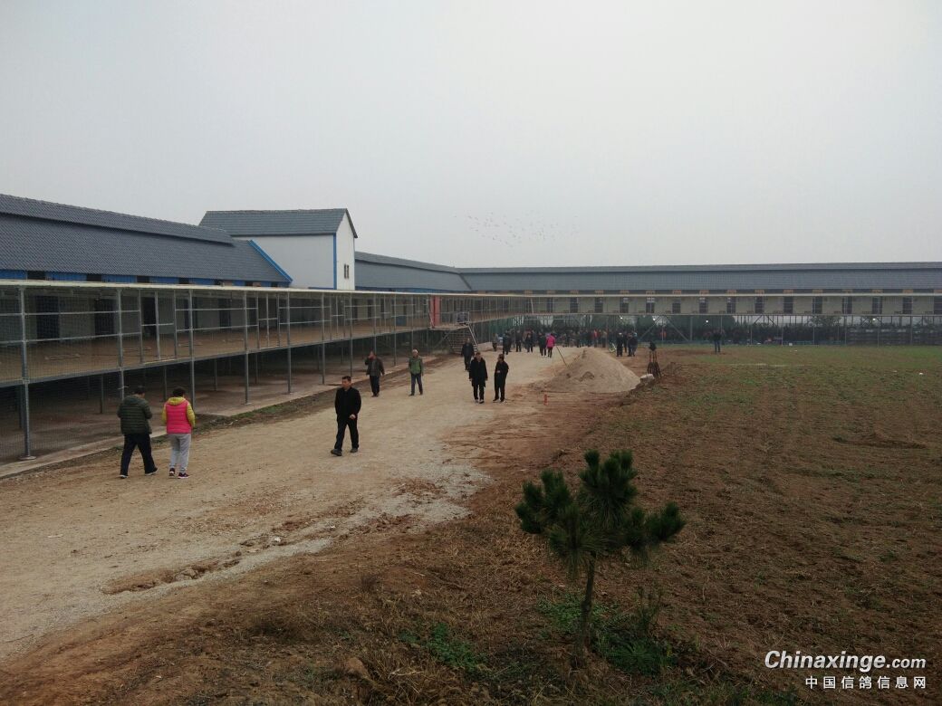 [mg]陕西扶眉赛鸽公棚探视现场- 鸽友圈 - 中国信鸽信息网