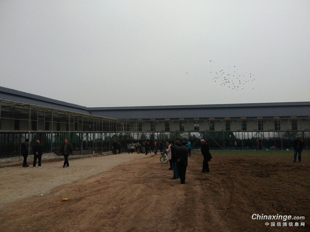 [mg]陕西扶眉赛鸽公棚探视现场- 鸽友圈 - 中国信鸽信息网