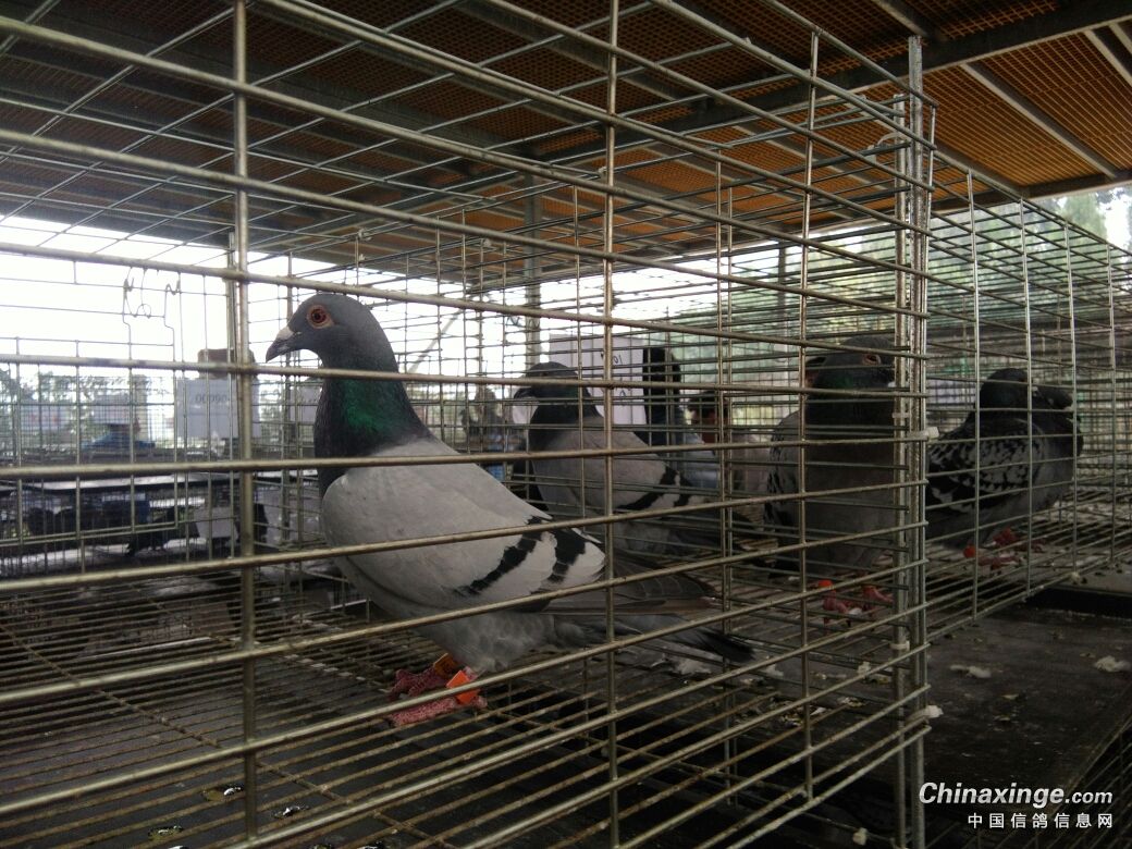 [mg]陕西扶眉赛鸽公棚探视现场- 鸽友圈 - 中国信鸽信息网