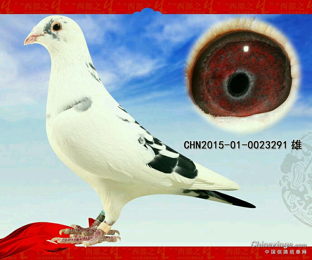 皮特兰2016年秋天从北京王永军老师那引进来的后代300公里35名500公里