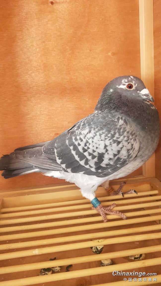 第二对,自由斗士直孙配突破号回血雌.大家给点建议.