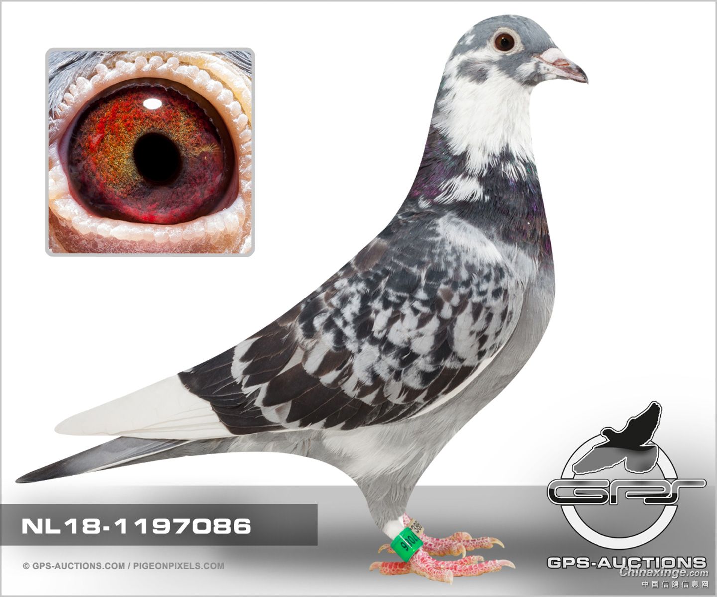 荷兰长距离名人罗兰德.