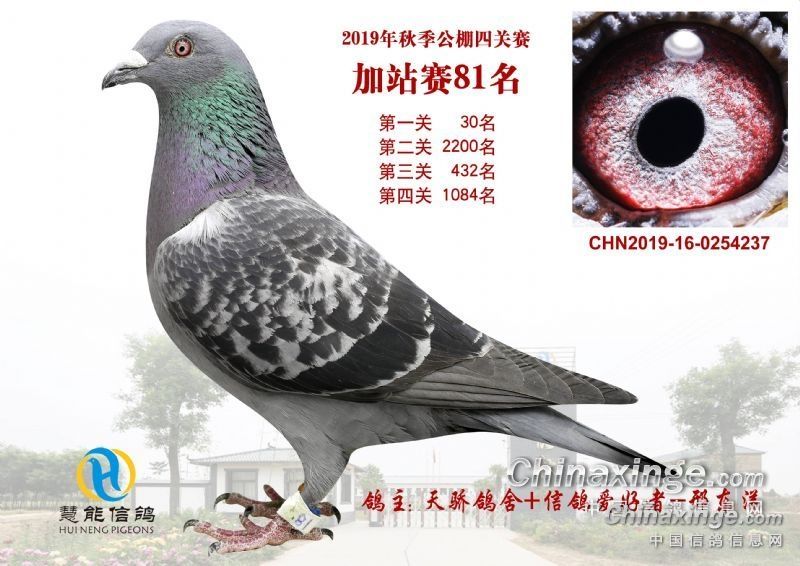 北京老炮鸽子图片