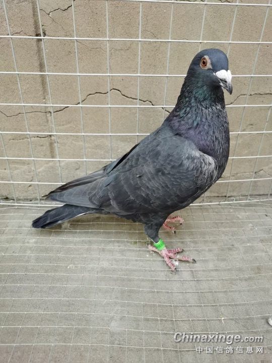 黑金刚2020-03-1195069- 鸽友圈 - 中国信鸽信息网
