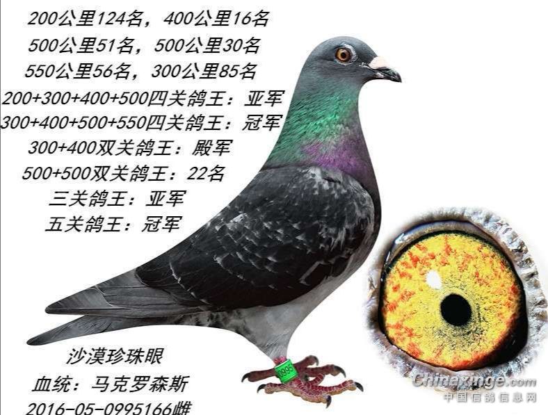 中国鸟牌崔志亮图片