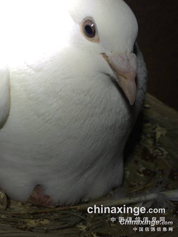 中信网的锡坤白!- 鸽友圈 - 中国信鸽信息网