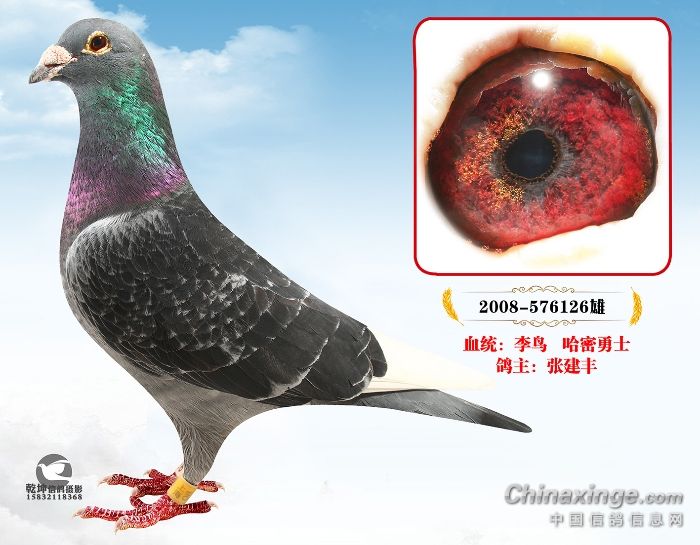 爱鸽商城微动态