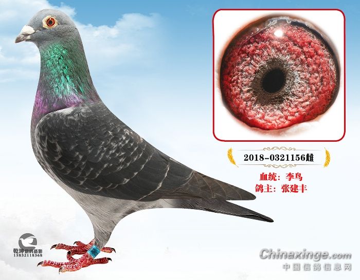 爱鸽商城微动态