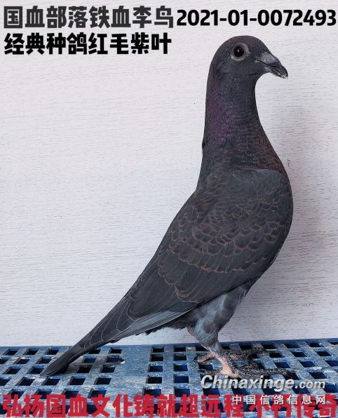 国血李鸟的鸽子的特点图片