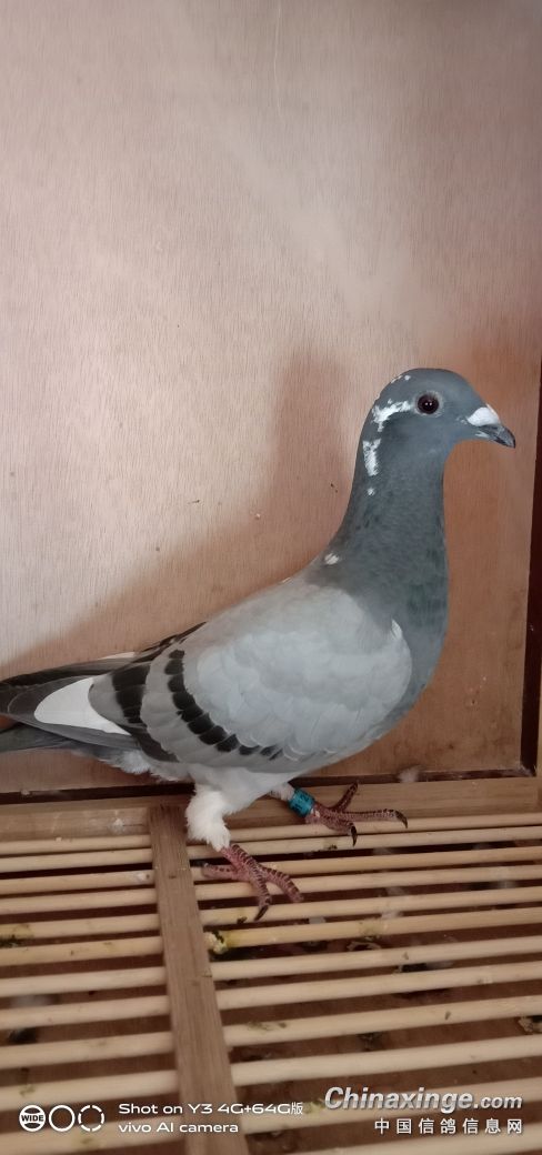 (耀眼富豪)五路财神Ⅹ吉诺原舍- 鸽友圈 - 中国信鸽信息网