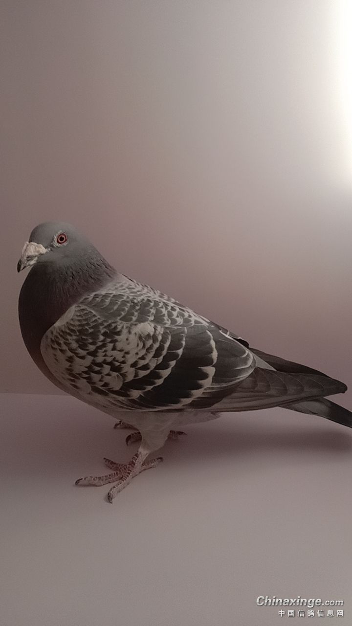 利奥-顺风园名鸽育成中心-中信网各地鸽舍