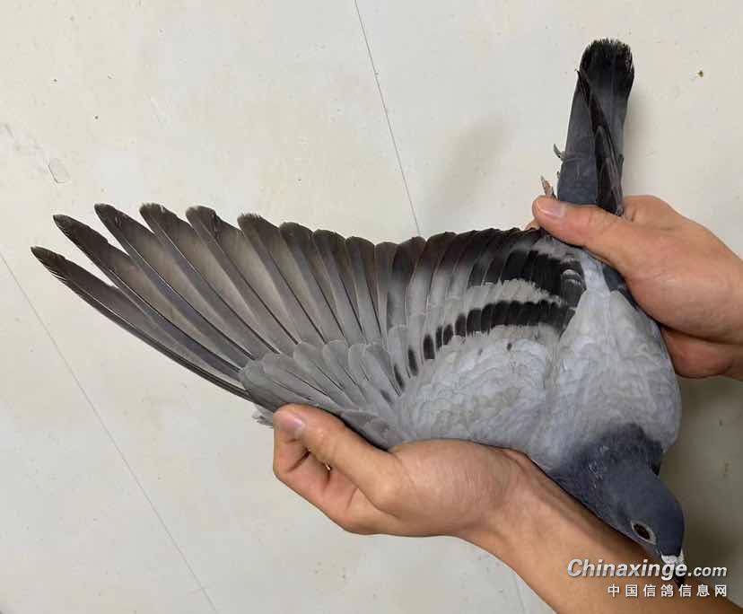 经典西仔眼恐怖59 2023春季南海正四关超级精品台鸽高雄欣欣联合会正